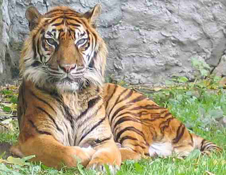 Szumátrai tigris2