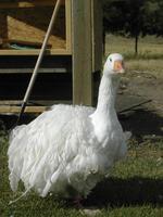 Kép