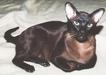 A j�l f�s�lt Tiga