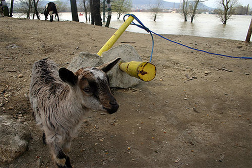 Egyh�napos gida
// Fot�: Nagy Attila, (c) 1999-2021 Index.hu