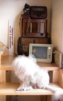 Be�p�tett kutya
// Fot�: Index, (c) 1999-2021 Index.hu