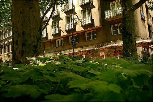 Buja veget�ci�
// Fot�: Nagy Attila, (c) 1999-2021 Index.hu