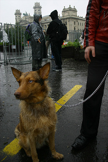 Kutys tntet
// Fot: Nagy Attila, (c) 1999-2025 Index.hu