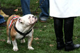 Magyar buldog