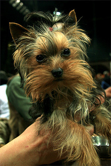 Gino, a fl ves yorkshire terrier
// Fot: Nagy Attila, (c) 1999-2024 Index.hu