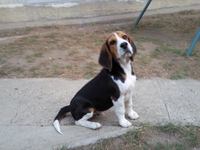 Az elveszett Beagle - Snoopy