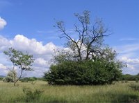 Ny�r a T�li P�ly�n