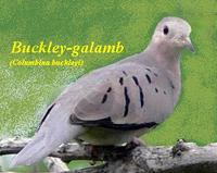 Buckley-galamb