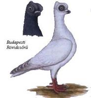 budapesti rvidcsr galamb