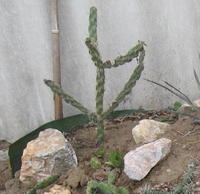 Cylindropuntia imbricata