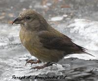 Farag� Andr�s: keresztcs�r�