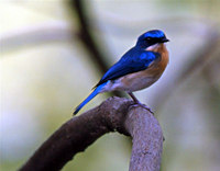 Sheikhli: borne�i niltava