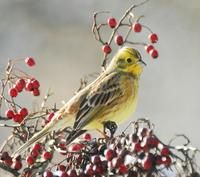 Farag� Andr�s: citroms�rm�ny 