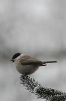 bar�tposz�ta (Farag� A. felv�tele