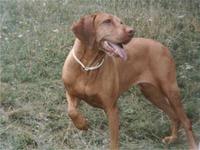 Fruzsi, a vizslk vizslja