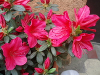 Azalea Japonica (arabesk)