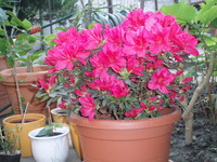 Azalea Japonica - arabesk