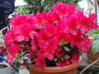 azalea japonica - arabesk