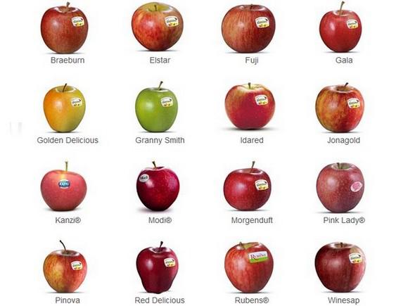 Сколько вес яблока. Сорт маленьких яблок. Яблоко ГРЕННИ калории. Сорта яблок названия. Яблоки красно желтые название.