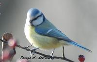 k�k cinege (Farag� A. felv.)