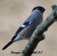 s�v�lt� toj� - Farag� fot�