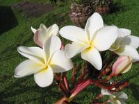 frangipani