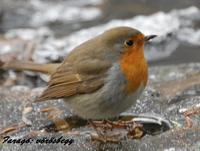 v�r�sbegy - Farag� A.