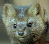 ez itt egy jpofa coboly-pofa:)