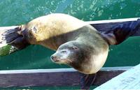 sea lion