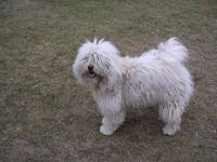 Bundi
