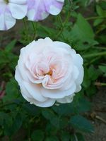 The Soham Rose