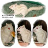 Ingyenes társkereső oldal puma kereséséhez