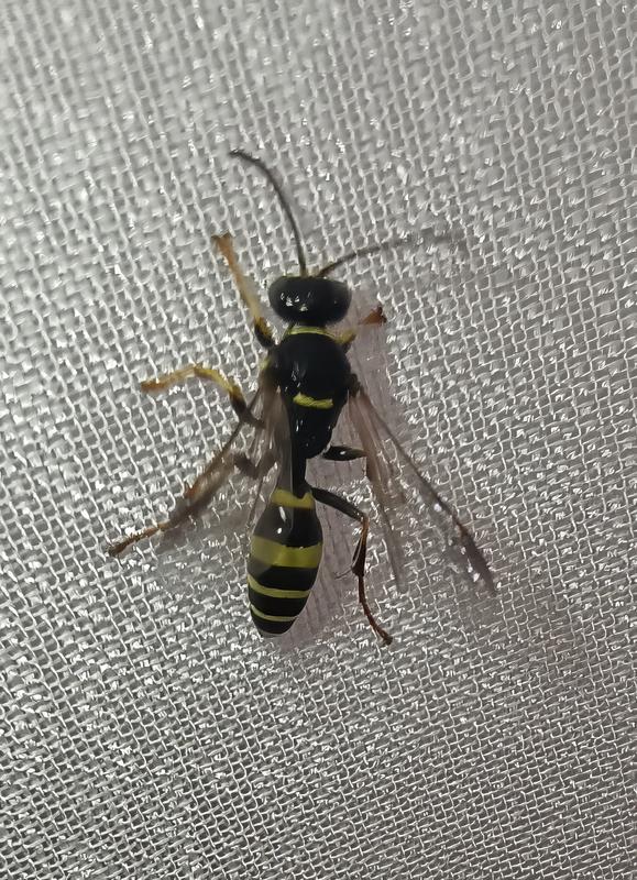 Gorytes laticinctus