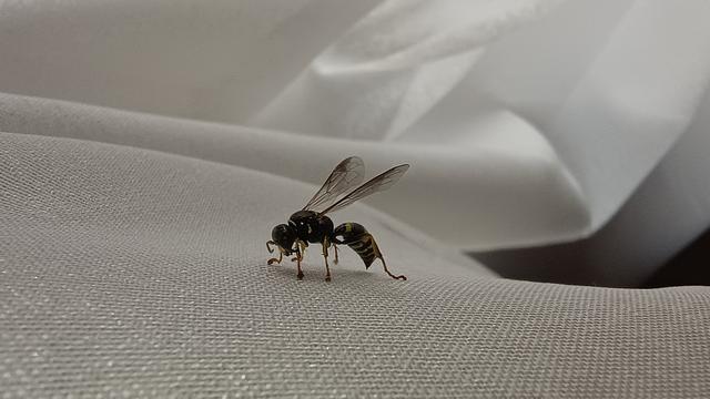 Gorytes laticinctus