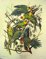 John James Audubon: Carolina Papagaj (az Amerika Madarai c. albumban 1826-1838)
