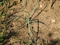 Yucca gloriosa x elata