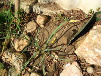 Yucca arkansana x angustissima