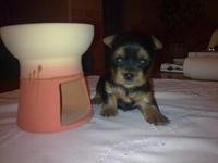 kutty