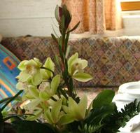 orchidea