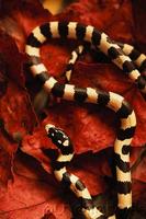 mexican king snake