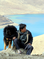 Tibetben a tibeti masztiff