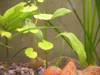 alga