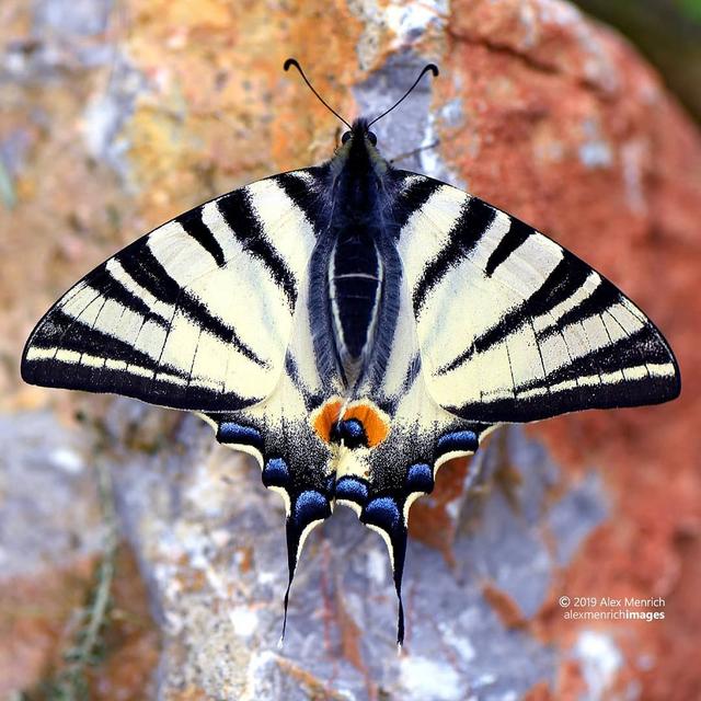 Pillangó A szép lepke ) Index Fórum