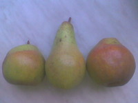 vavat