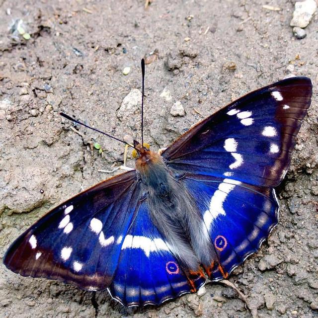 Pillangó A szép lepke ) Index Fórum