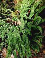 Asplenium