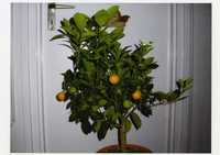 Calamondin