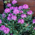 Rhododendron 'Roseum Elegans'