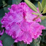 Rhododendron 'Roseum Elegans'