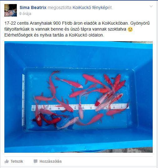tippek arra, hogyan lehet egy srácot hozzákapcsolni